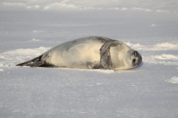 남극에 Crabeater — 스톡 사진