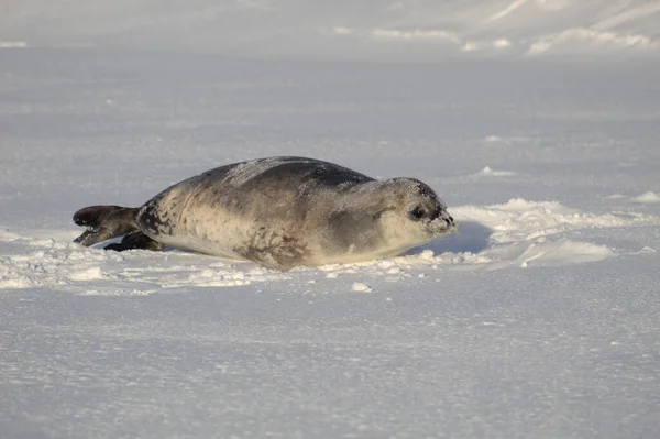 남극에 Crabeater — 스톡 사진