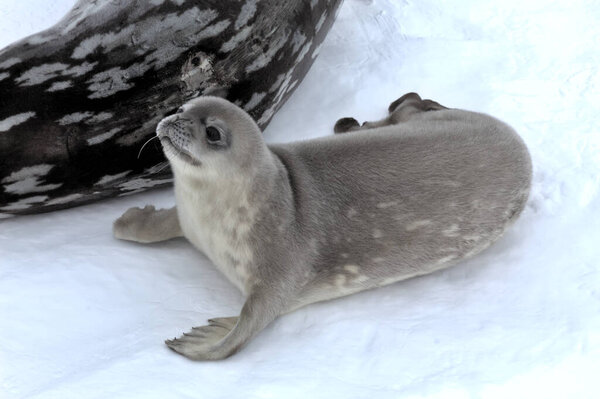 Weddel seal in Antarctica