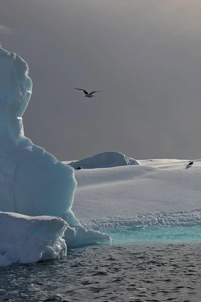 Ανταρκτική Τοπίο Ουρανός Θάλασσα Βουνά Παγόβουνα — Φωτογραφία Αρχείου