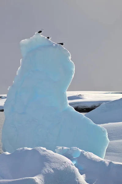 南極の風景 スキー — ストック写真