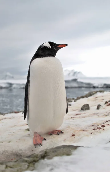 Gentoo Pingvin Antarktiszon Stock Kép