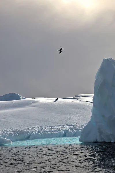 Antarktiszi Táj Tenger Hegyek Jéghegyek Jogdíjmentes Stock Képek