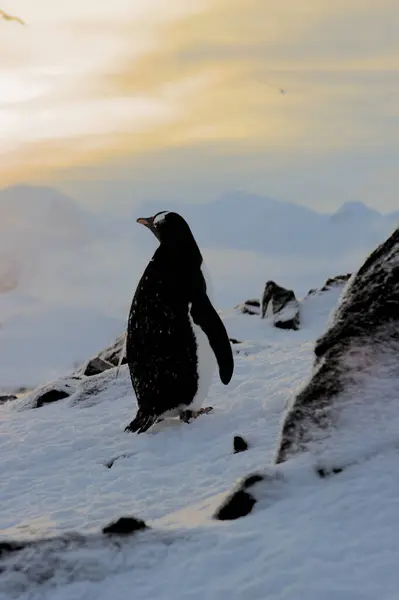 Egy Pingvin Áll Egy Sziklán Hóban Nézi Óceánt Repülő Madarakat Jogdíjmentes Stock Képek