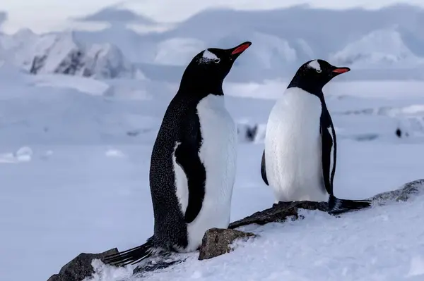 Adada bir çift gentoo pengueni.