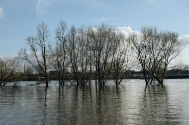 Trees in water. High water after heavy rainfall and snow melting in Rheinland.