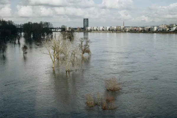 Trees in water. High water after heavy rainfall and snow melting in Rheinland.