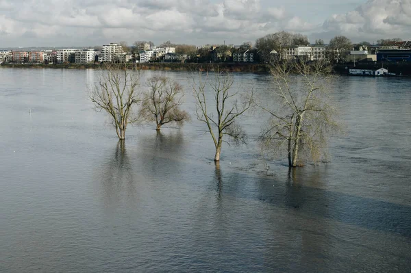 Trees in water. High water after heavy rainfall and snow melting in Rheinland.