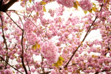 Gün batımı zamanı. Bonn Kiraz Çiçeği 'nde bir kiraz ağacı dalı