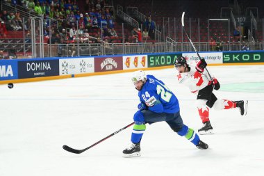 LATVIA, RIGA - 14.05.23: ayı Ethan, TICAR Rok. Slovenya, Kanada 'ya karşı. IIHF 2023 Buz Hokeyi Dünya Şampiyonası Arena Riga 'da
