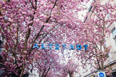 BONN, GERMANY - 5 Nisan 2025: Kiraz çiçekleri veya Kirschbuelte in der Bonner Altstadt - Kiraz çiçekleri veya der Bonner Altstadt Kirschblte 