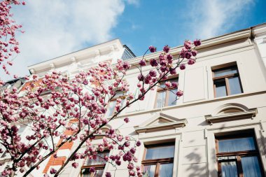 BONN, GERMANY - 5 Nisan 2025: Kiraz çiçekleri veya Kirschbuelte in der Bonner Altstadt - Kiraz çiçekleri veya der Bonner Altstadt Kirschblte 