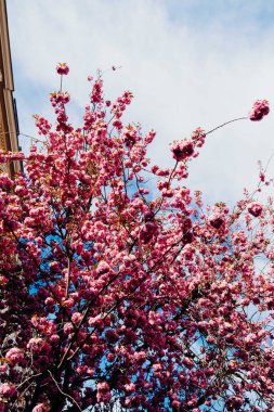 BONN, GERMANY - 5 Nisan 2025: Kiraz çiçekleri veya Kirschbuelte in der Bonner Altstadt - Kiraz çiçekleri veya der Bonner Altstadt Kirschblte 