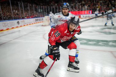 COLOGNE, Almanya - 14 Nisan 2025: Gregor MacLeod - Hokey play-off maçı DeL KOELNER HAIE - ERC INGOLSTADT at Lanxess Arena. Sadece yazı işleri için. Satmak veya dağıtmak yasaktır.