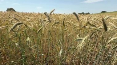 golden wheat ears in a dense field during harvest season on a sunny summer day. The image captures the texture and abundance of ripe grain in  agricultural landscape. 