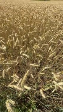 golden wheat ears in a dense field during harvest season on a sunny summer day. The image captures the texture and abundance of ripe grain in  agricultural landscape. 