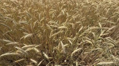 golden wheat ears in a dense field during harvest season on a sunny summer day. The image captures the texture and abundance of ripe grain in  agricultural landscape. 