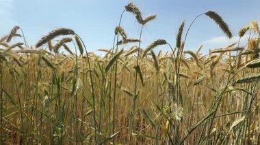 golden wheat ears in a dense field during harvest season on a sunny summer day. The image captures the texture and abundance of ripe grain in  agricultural landscape. 