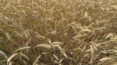 golden wheat ears in a dense field during harvest season on a sunny summer day. The image captures the texture and abundance of ripe grain in  agricultural landscape. 