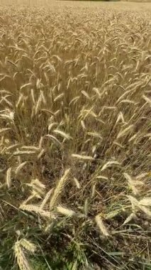 golden wheat ears in a dense field during harvest season on a sunny summer day. The image captures the texture and abundance of ripe grain in  agricultural landscape. 