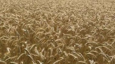 golden wheat ears in a dense field during harvest season on a sunny summer day. The image captures the texture and abundance of ripe grain in  agricultural landscape. 