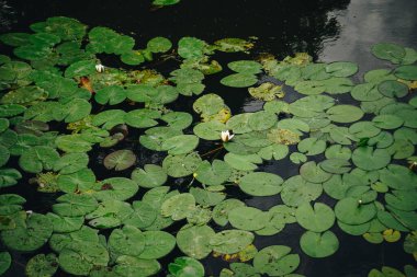 Beyaz nilüferler, durgun göletin yüzeyindeki yeşil nilüferlerin arasında çiçek açıyor. Huzurlu su bitkileri huzur içinde süzülerek, karanlık sulardaki ince yansımalarla uyumlu doğal bir manzara yaratırlar..