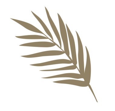 Tropikal Palm Leaf Vektör İllüstrasyonu beyaza izole edildi. Egzotik yeşil yapraklar. Minimalist şekil, basit biçim.