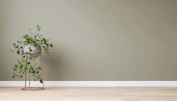 Limpo Parede Verde Sábio Branco Com Planta Trepadeira Tropical Vaso — Fotografia de Stock