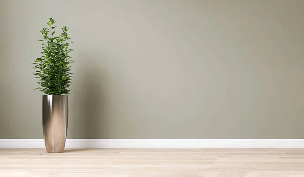 Limpo Parede Verde Sábio Branco Com Árvore Tropical Vaso Aço — Fotografia de Stock