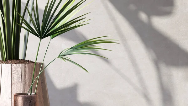Grüne Tropische Palme Pflanze Modernem Braunem Holzdesign Topf Sonnenlicht Blattschatten — Stockfoto