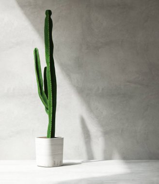Clean, blank polished cement wall with green tall mandacaru cactus in round white pot on cement floor in sunlight for loft interior design decoration, appliance, furniture product background 3D clipart