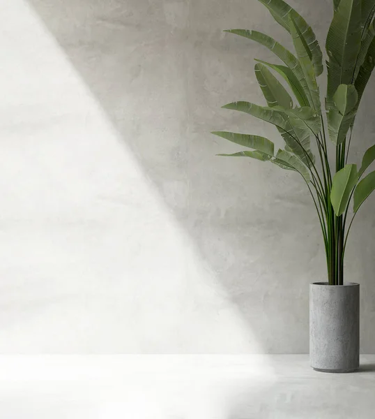 Parede Cimento Polido Limpa Branco Com Bananeira Tropical Verde Vaso — Fotografia de Stock