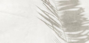 Gri cilalı beton duvar dokusu, güzel güneş ışığı, tropik palmiye yaprağı yaprağı gölgesi. Lüks güzellik, moda, kozmetik, cilt bakımı, iç tasarım dekorasyon malzemesi arka plan 3 boyutlu