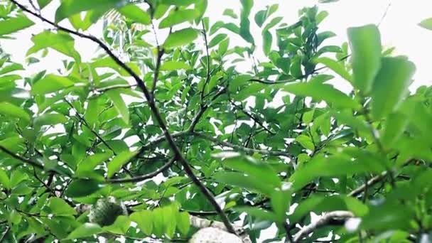 Graviola Bir Ağaç Kaydırağından Sarkıyor — Stok video