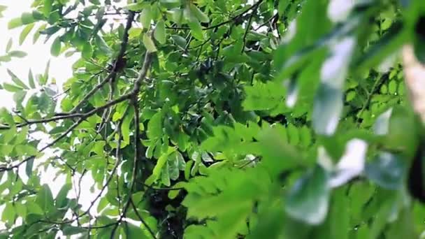 Graviola Hanging Tree Stock Video Closeup Slidershot — Stock Video