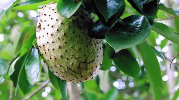Soursop Meyve Stoku Videosu Hala Ağaçtan Sarkan Kaynak Meyvesi — Stok video
