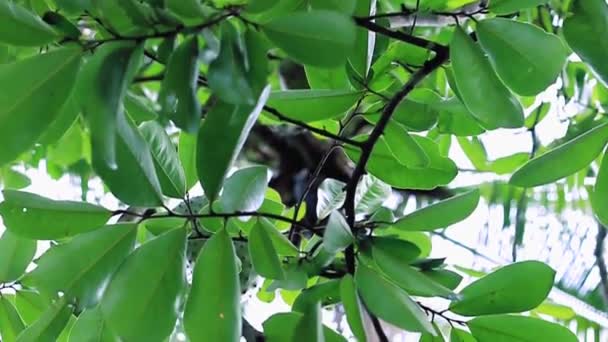 Guanabana Hängt Einem Baumstamm Video Nahaufnahme Slidershot — Stockvideo