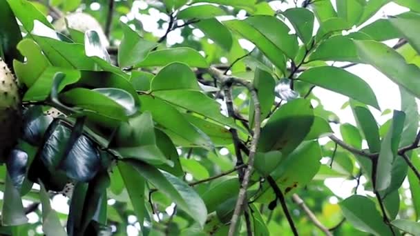 Bir Ağaç Stoğu Videosundan Sarkan Kaynak Meyveleri Yakın Çekim Kaydırma — Stok video