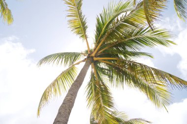 Hindistan cevizi palmiyesi gökyüzüne karşı