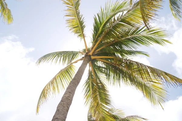 Hindistan cevizi palmiyesi gökyüzüne karşı