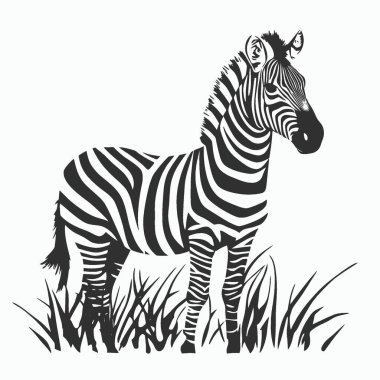 Zebra silueti, Grafikler için Şık Tek Renkli Vektör Silueti.