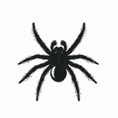 Siyah Tarantula silueti, Minimalist Düz Siyah ve Beyaz Siluet Simgesi.