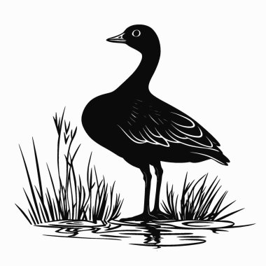 Moorhen silueti, Minimalist Düz Siyah ve Beyaz Siluet Simgesi.