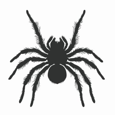 Mexican Fireleg Tarantula silhouette,Black and White Silhouette Vector Icon for Design. clipart