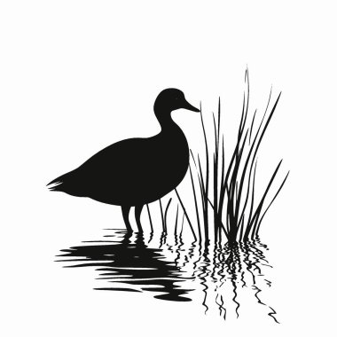 Moorhen silueti, Minimalist Düz Siyah ve Beyaz Siluet Simgesi.
