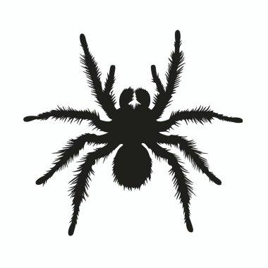 Meksika Fireleg Tarantula silueti, Siyah ve Beyaz Siluet Tasarım Simgesi.