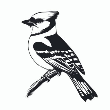 Blue Jay flat vector icon,Black and White Silhouette Vector Icon for Design. clipart