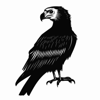 Bearded Vulture silhouette,Simple Black and White Silhouette for Branding. clipart