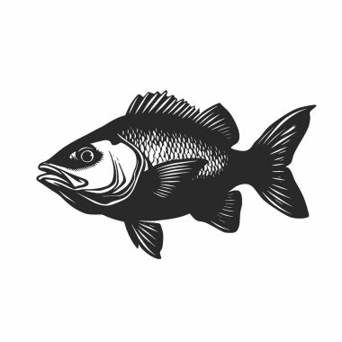 Barramundi Balık silueti, Temiz Siyah ve Beyaz Vektör Siluet Sanatı.