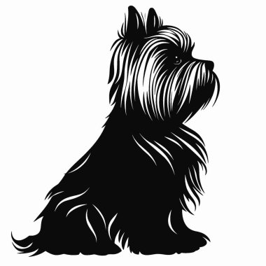Biewer Terrier silueti, Zarif Siyah ve Beyaz Siluet Düz Simge.